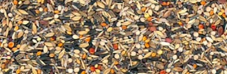 BEST CONDITION GRAN FESTA