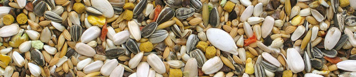 Big Parakeets Energy