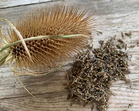 TEASEL SEED