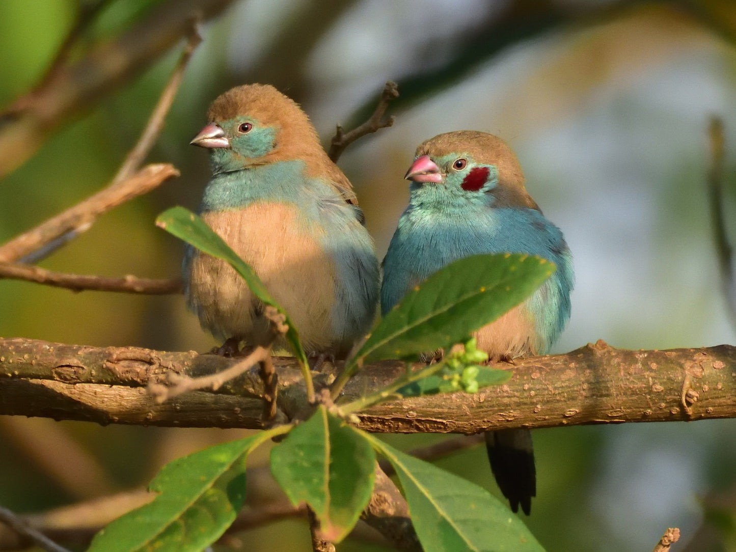 Red cheeks cordon blue