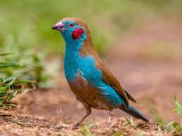 Red cheeks cordon blue