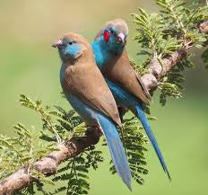 Red cheeks cordon blue