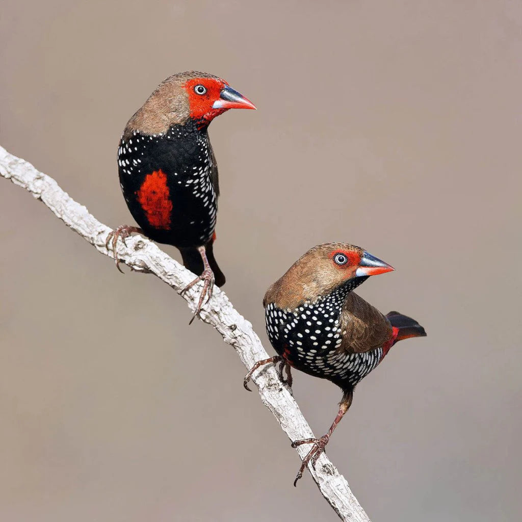 Painted finch