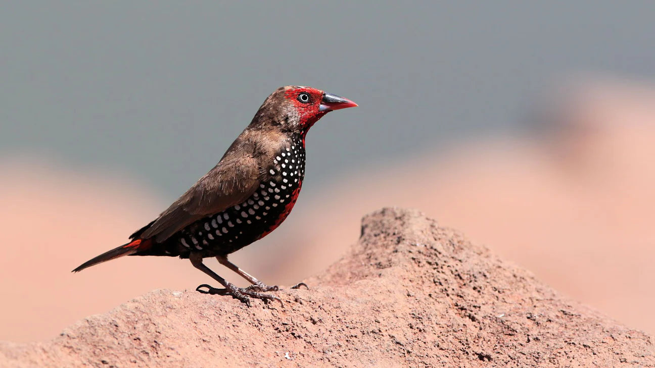 Painted finch