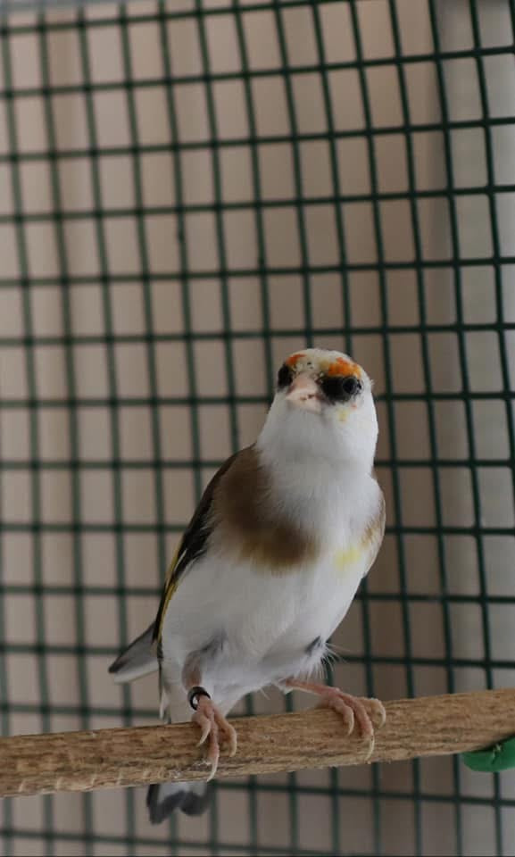 Parva scarpati