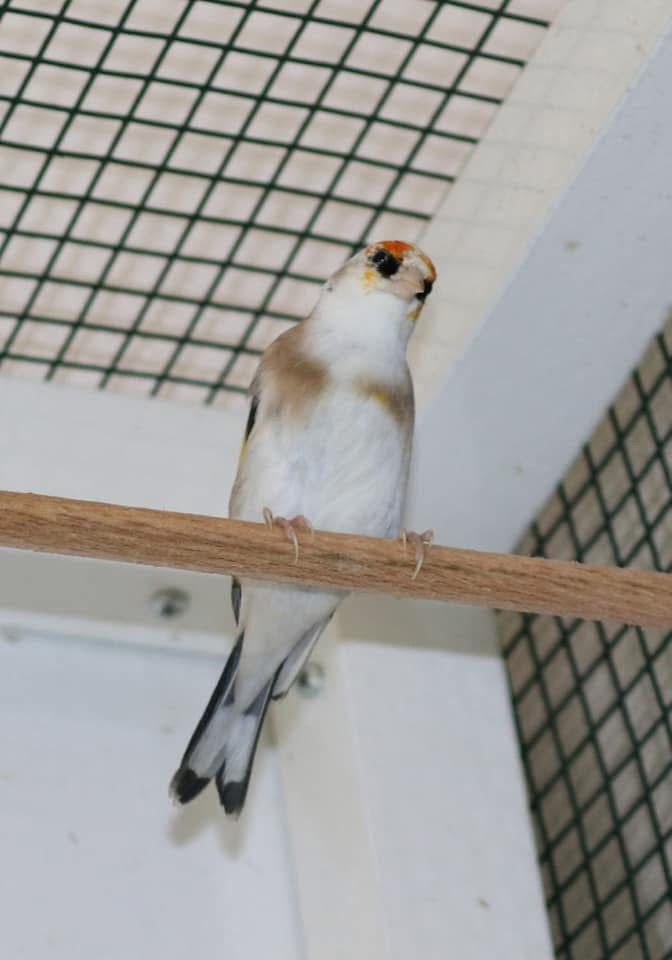 Parva scarpati
