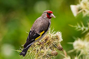 himalayan goldfinch