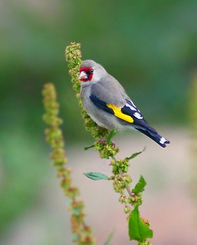 himalayan goldfinch