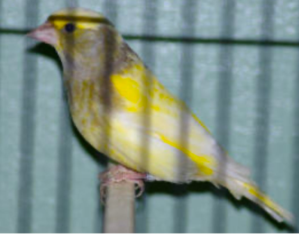 Greenfinch mutations