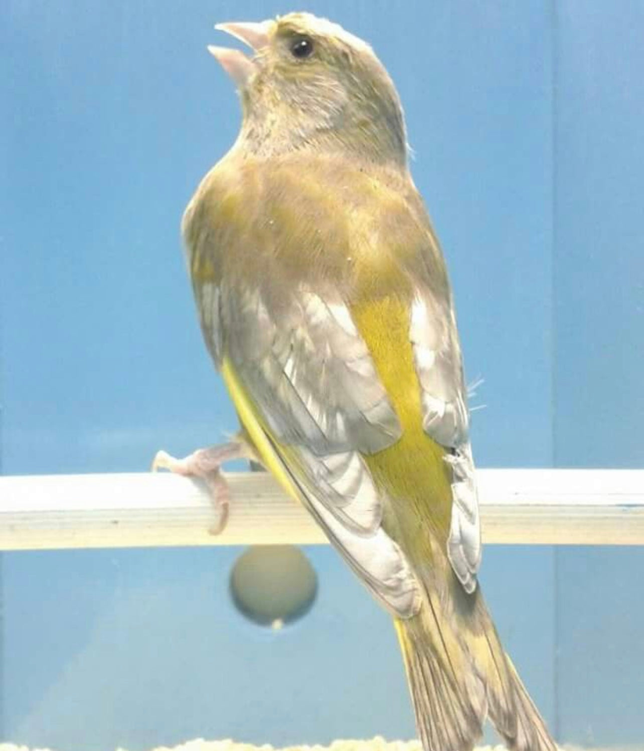 Greenfinch mutations
