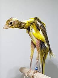 Gibber canary