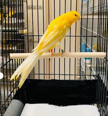 Rasmi Persian canary