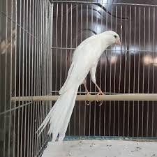 Rasmi Persian canary