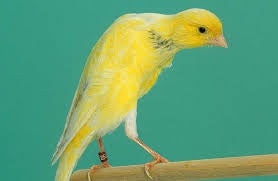 scotch fancy canary