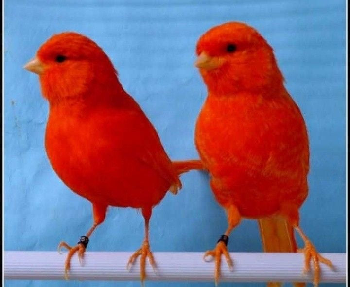White wing Red Factor Canary