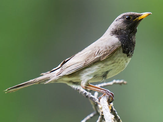 Black throat thrush