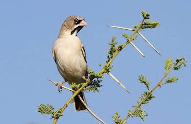 Scaly feathered weaver