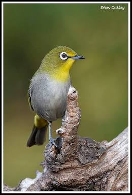 White eye