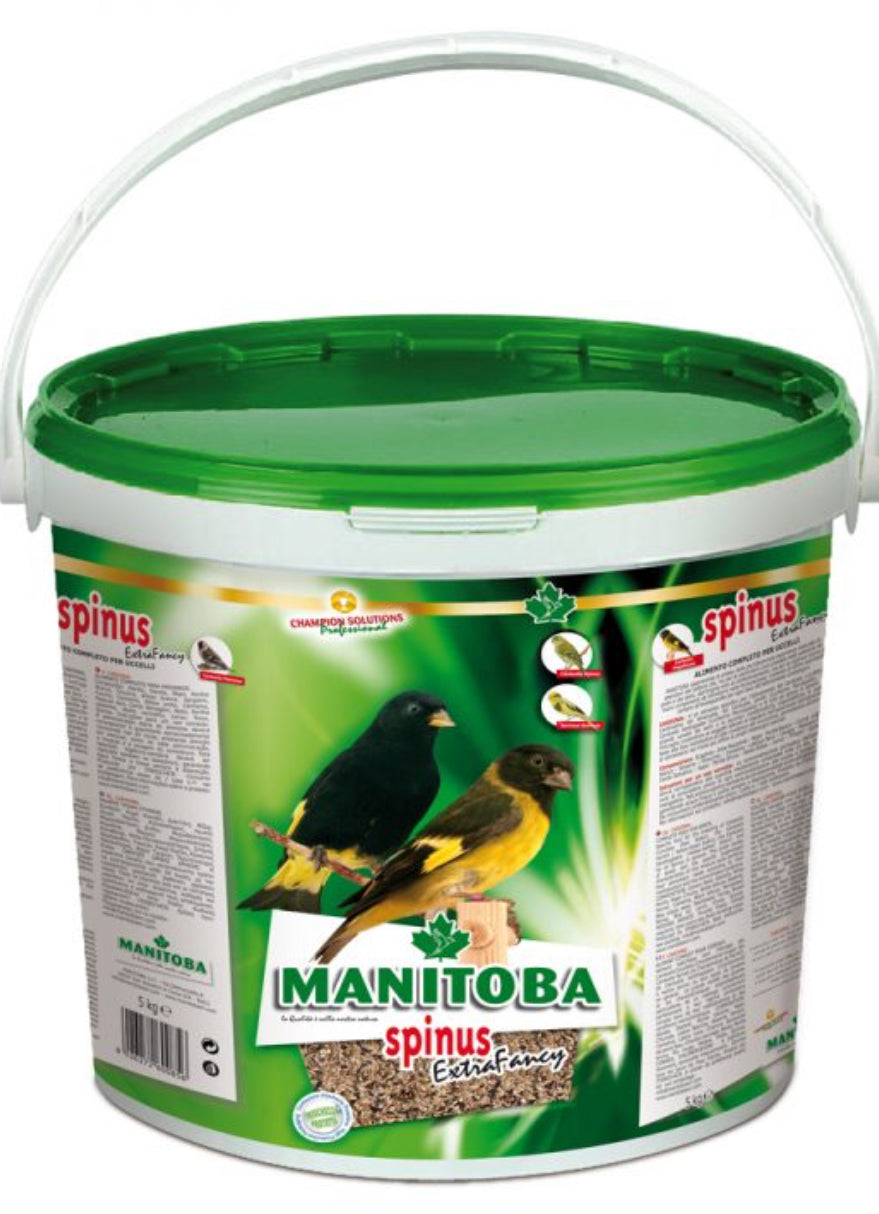 Spinus Extra Fancy
