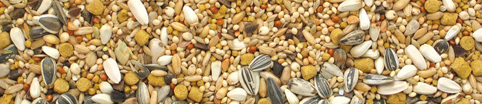 Australasian Parakeets