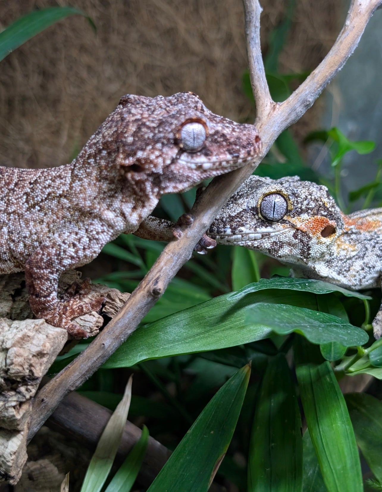 Phelsuma Food 80 gr Premium food for day geckos (Phelsuma)