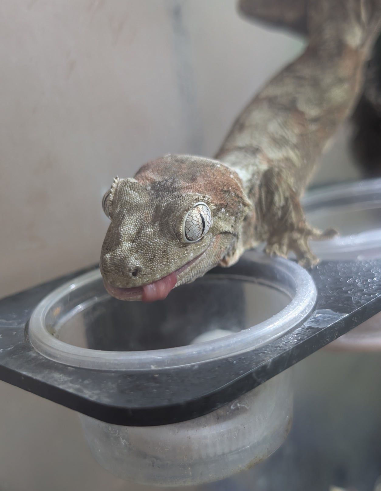 Geko Nectar Banana Cream 80 gr