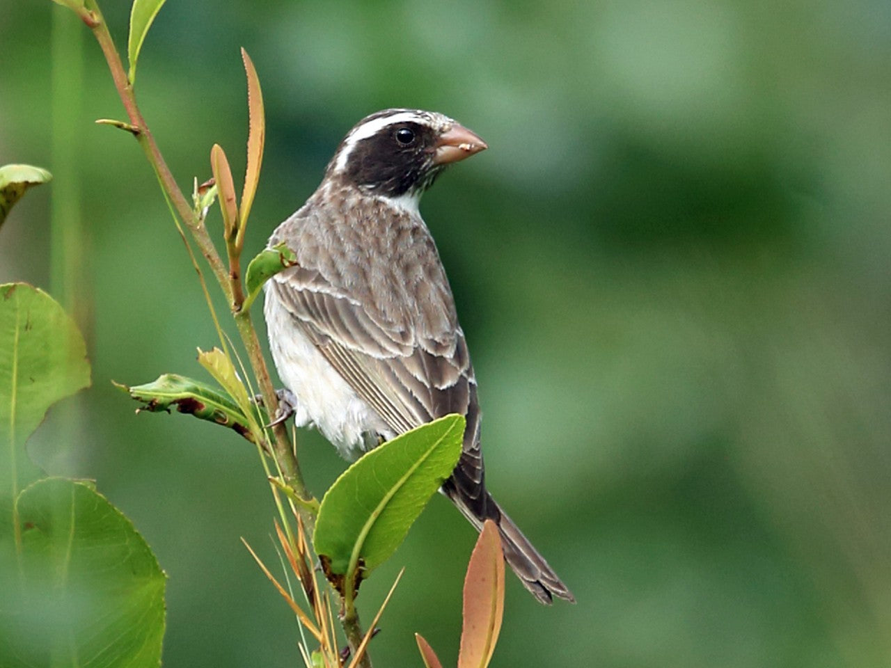 Black eared canary