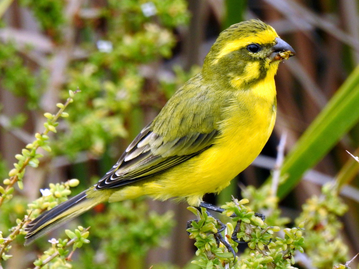 Yellow canary