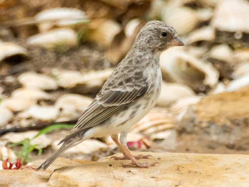 Grey singer – AvianExpress