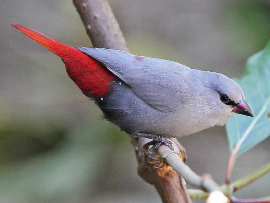 Lavender waxbill