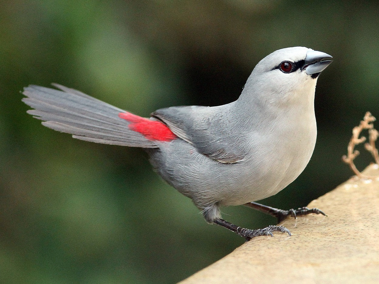 Grey waxbill