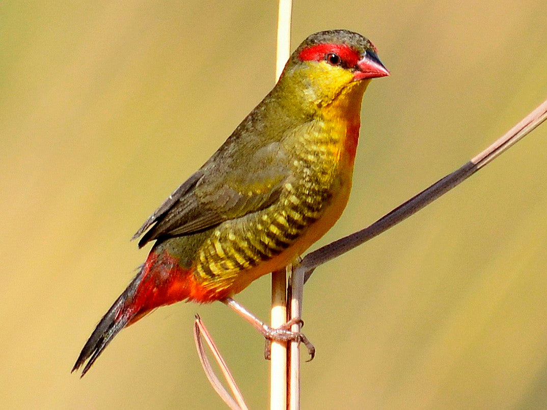 Zebra waxbill