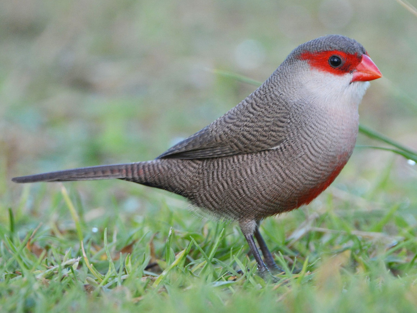 Common waxbill