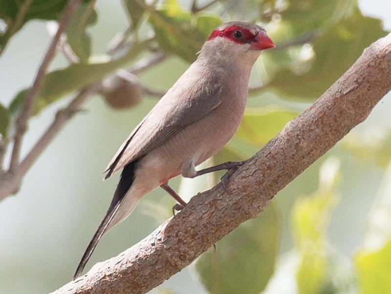 Black rumped waxbill