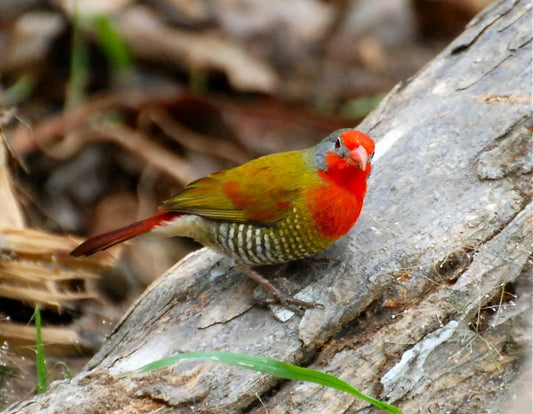 Red melba pytalia