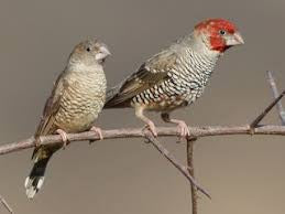 Red head finch