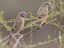 Cut throat finch