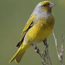 Cape canary