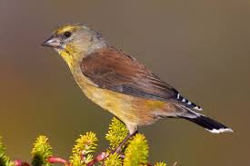 Cape Siskin