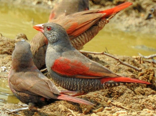 Red winged pytilia