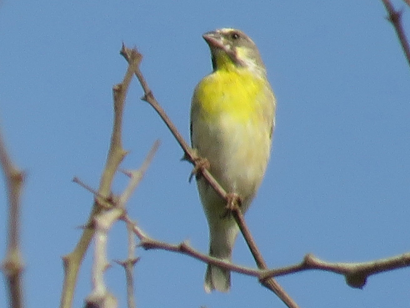 Lemon breast canary