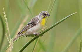 Lemon breast canary