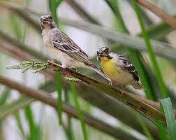 Lemon breast canary