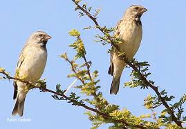 Black throated canary