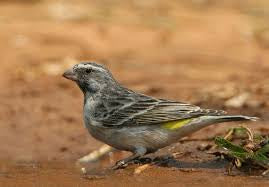 Black throated canary