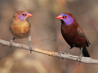 Violet ear waxbill