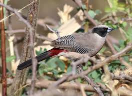 Black cheeks waxbill