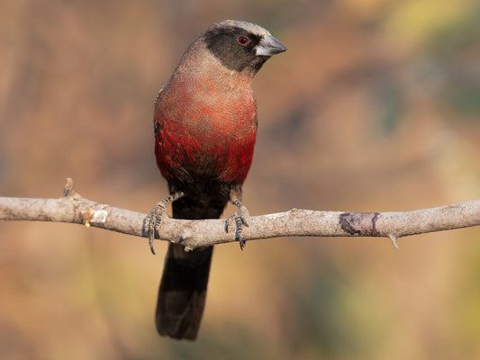 Black cheeks waxbill