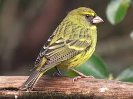 Forest canary