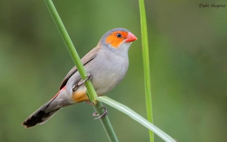 Orange cheeks waxbill